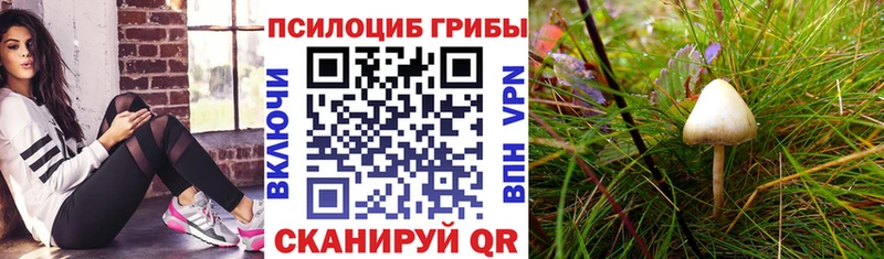 Псилоцибиновые грибы Magic Shrooms  купить  цена  ссылка на мегу онион  Хабаровск 